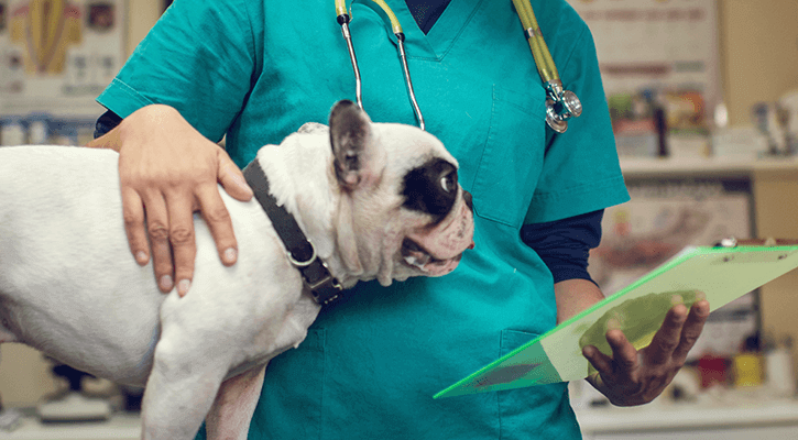 Pet Surgery | My Vet Animal Hospital | Westerville, Ohio