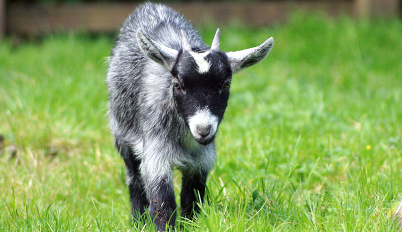 farm-animal farm-animal