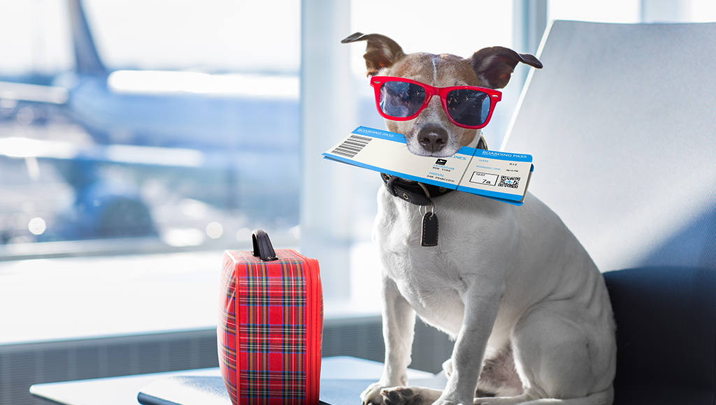 pet-travel pet-travel